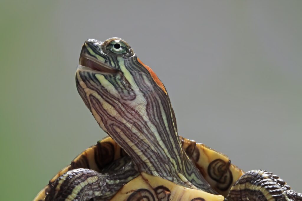 cara-divertida-tortuga-brasilena-linda-pequena-tortuga-brasilena-primer-plano-cara-tortuga-brasilena