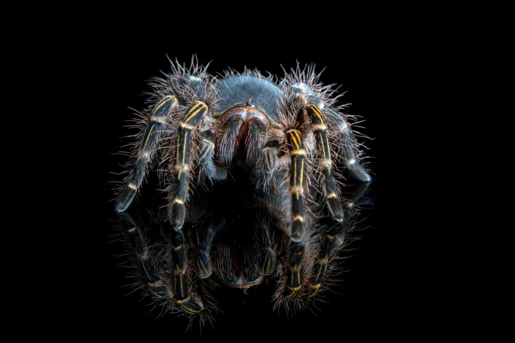 grammostola-pulchripes-tarantula-chaco-golden-knee-tarantula-vista-posterior-sobre-reflexion-fondo-negro