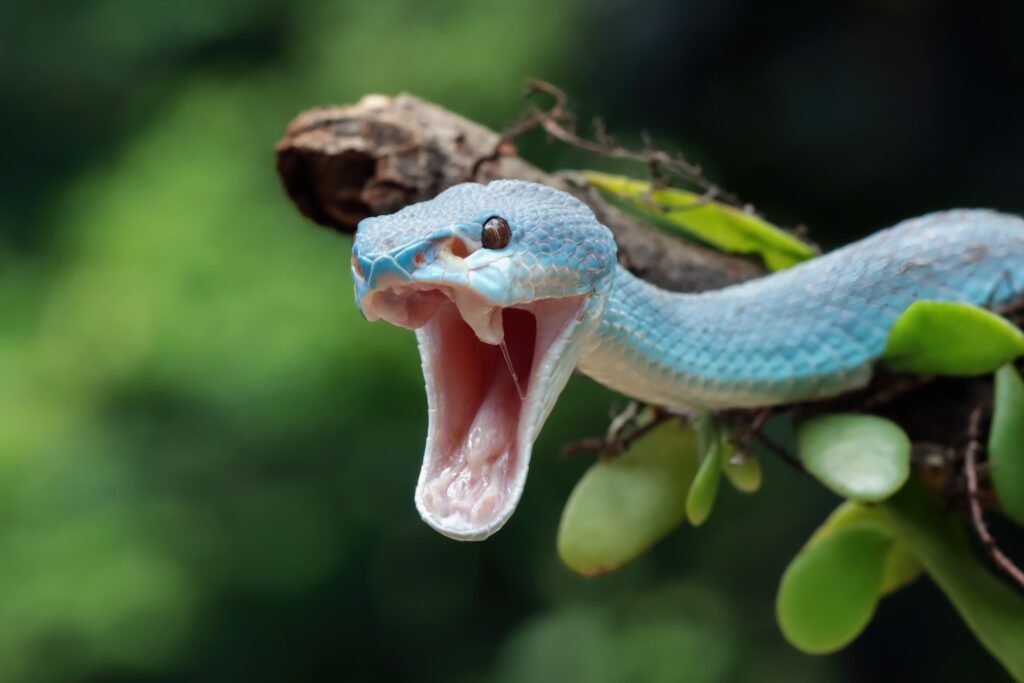 serpiente-vibora-azul-rama-serpiente-vibora-azul-insularis-estirando-su-mandibula